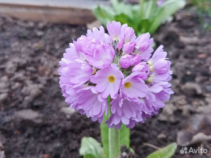 Примула зубчатая