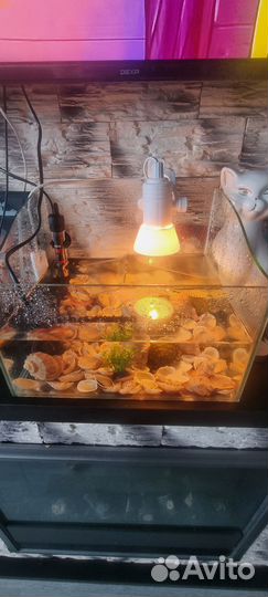 Аквариум с черепашками