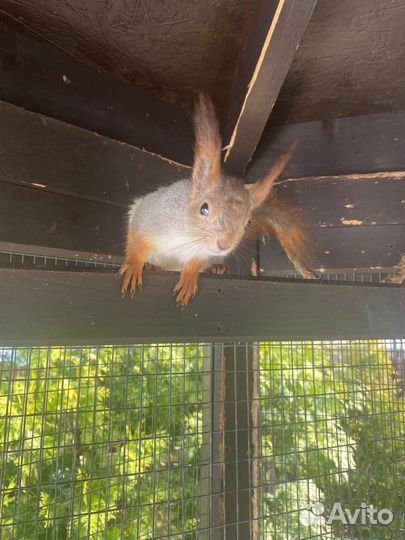 Белка домашняя