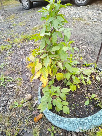 Георгины клубни с кустом