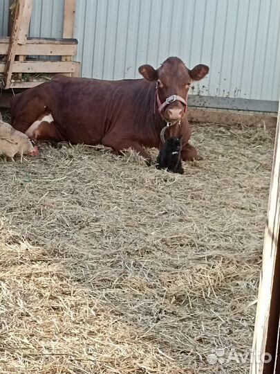 Бык на племя