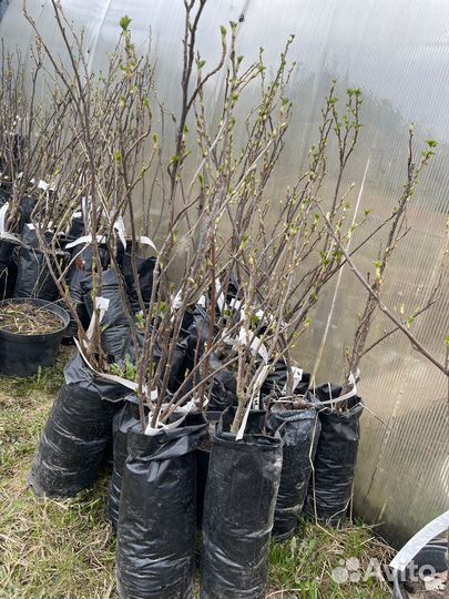 Растения для сада