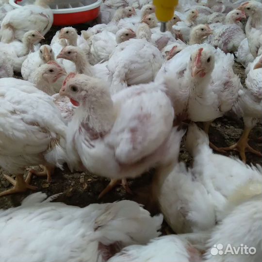 Цыплята бройлеры кобб 500
