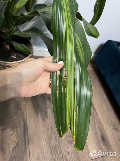 Пальма драцена