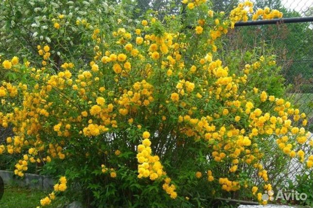 Керия японская