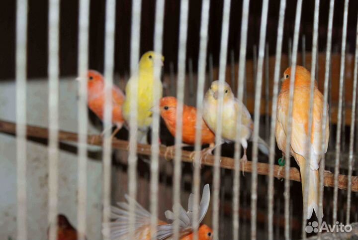 Певчие кенари