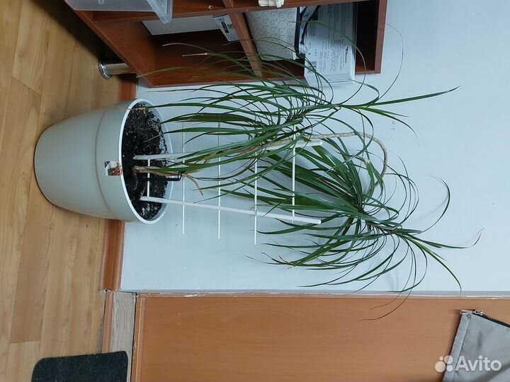 Пальма драцена