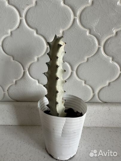 Эуфорбия серебристая (молочай)