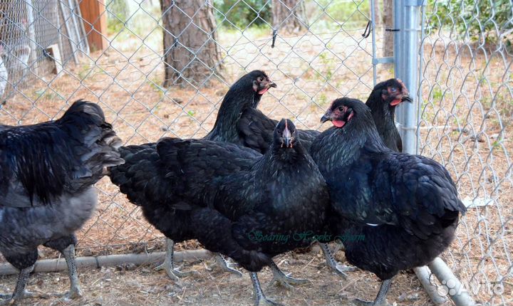 Куры джерсийский гигант