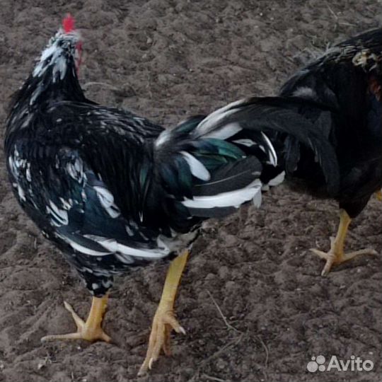 Петухи