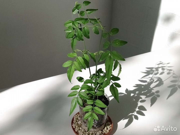 Жасмин комнатный полиантовый