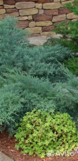 Можжевельник минт джулеп