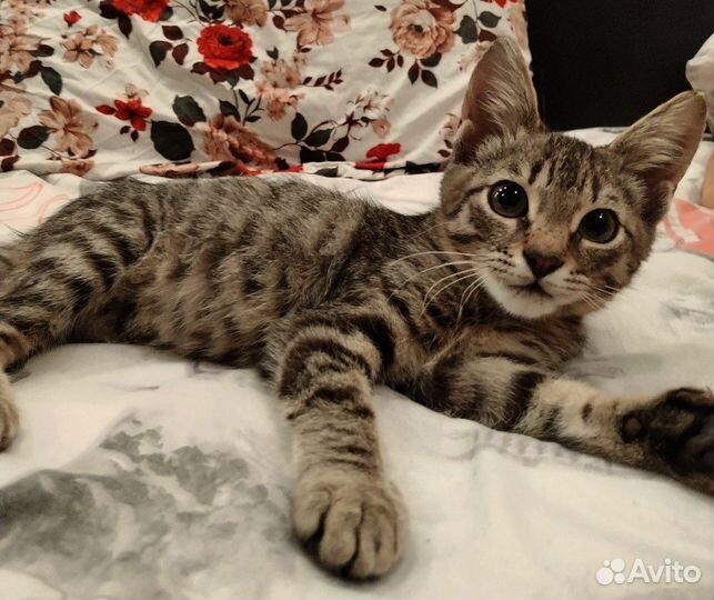 В добрые руки