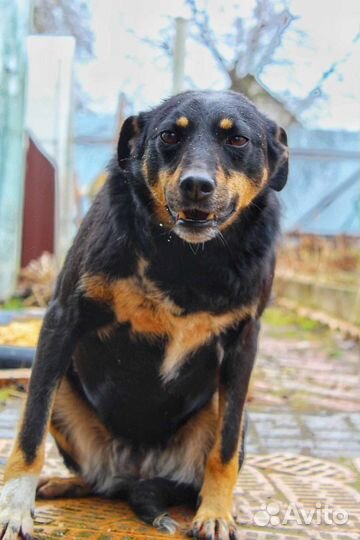 В добрые руки