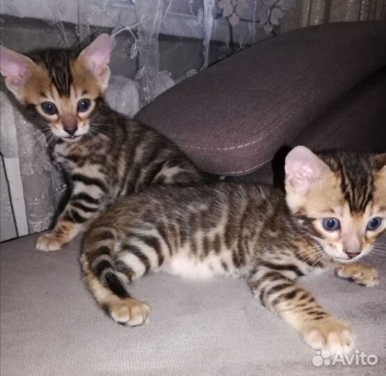 Бенгальская кошка