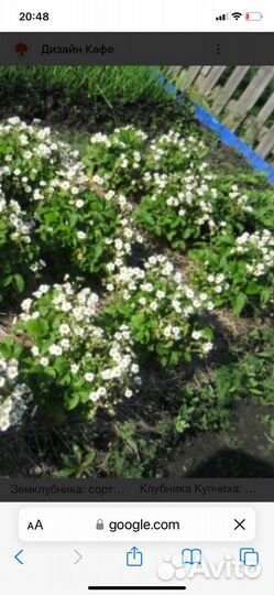 Клубника Купчиха