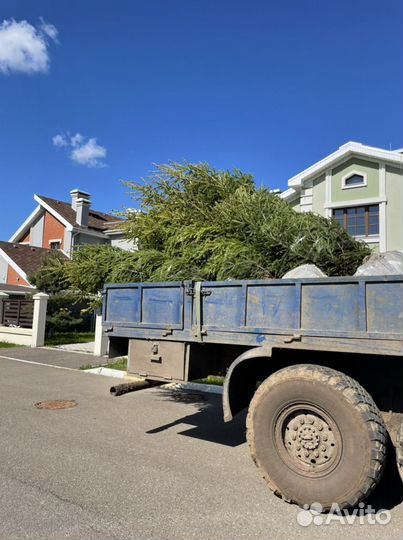 Ель обыкновенная