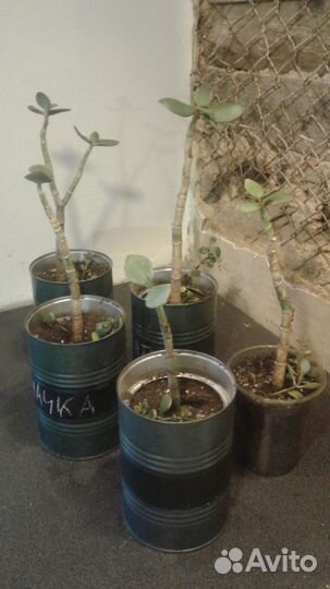 Суккуленты