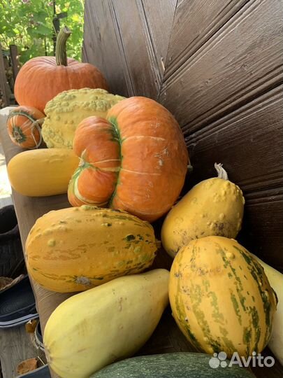 Тыква декоративная
