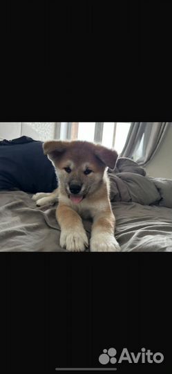 Щенки акита ину