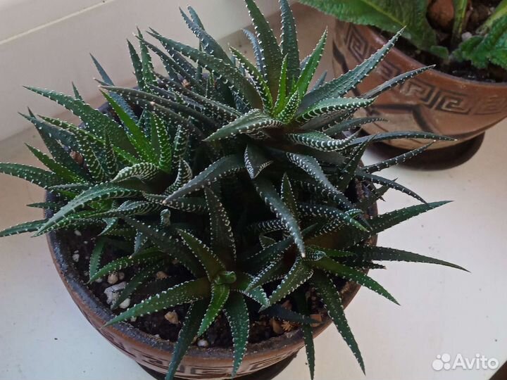 Амарилис, суккулент