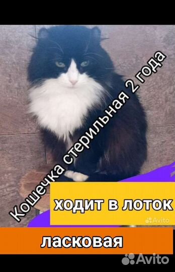 Кошечки и котики кастрированы