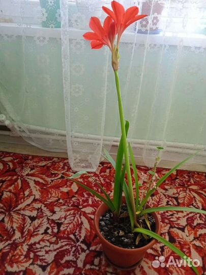 Гиппиаструм