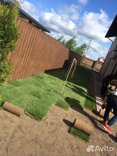 Рулонный газон