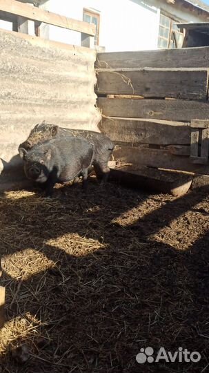 Вьетнамские поросята