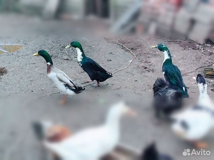 Индийский бегунок