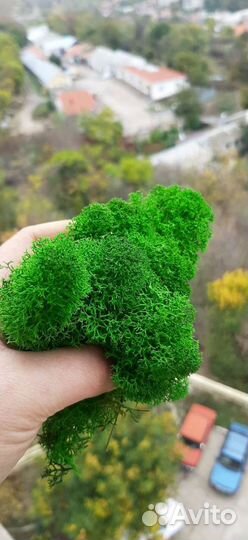 Стабилизированный мох Симферополь