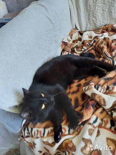 Котик Маркиз молоденький обаяшка - очаровашка)