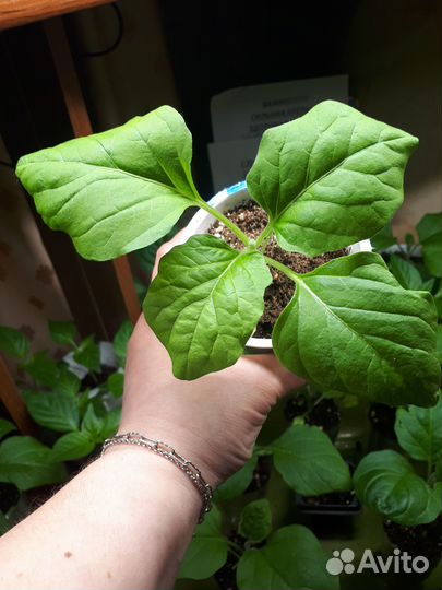 Рассада томатов, перцев и баклажан