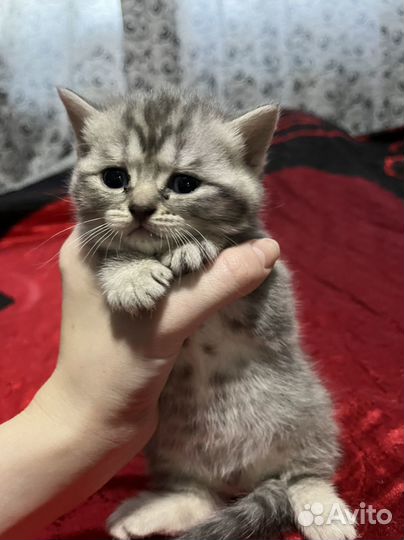 Шотландские котята