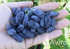 Саженцы жимолости канадских и российских сортов