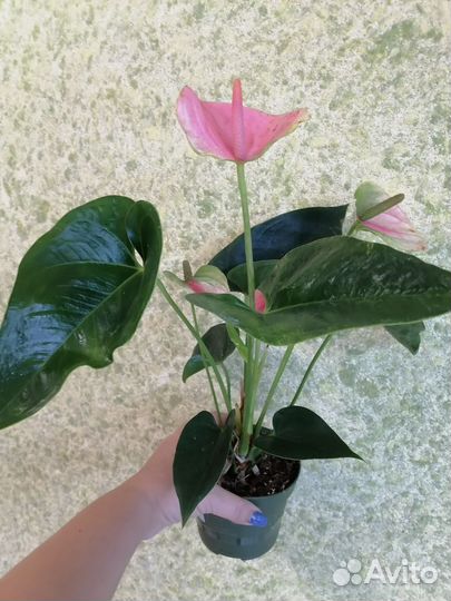 Антуриум Свит Дрим