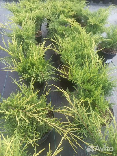 Можжевельник Голд Кост С3