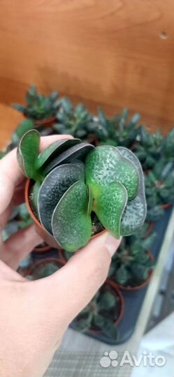 Адромискусы микс