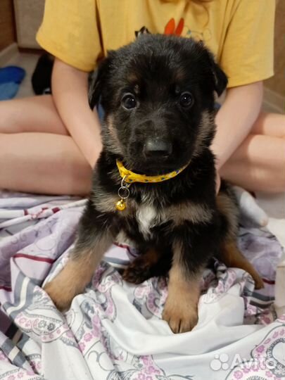 Щенки немецкой овчарки - девочки