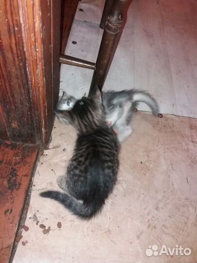 Котята в добрые руки даром