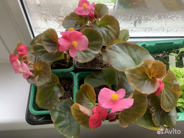 Продаю бегонию вечнцветущую