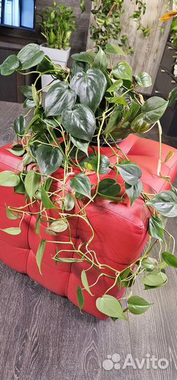 Филодендрон сканденс Комнатные растения цветы