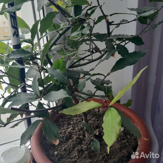 Лаврушка(черенки),лимон привитый