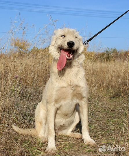 Собака Буся