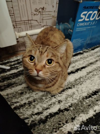 Кошка в дар