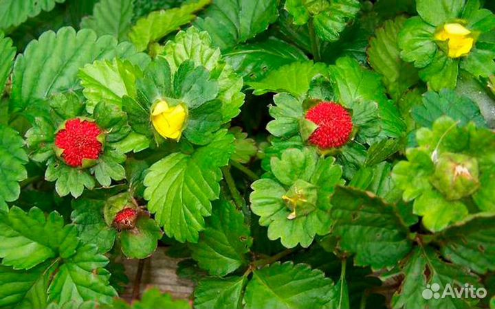 Декоративные травы