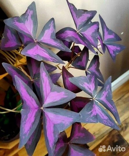 Оксалис (кислица) regnellii ‘Triangularis’Cupido