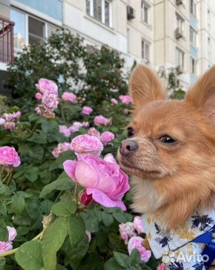 Вязка кобель чихуахуа