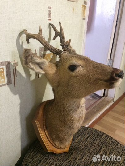 Чучело головы косули