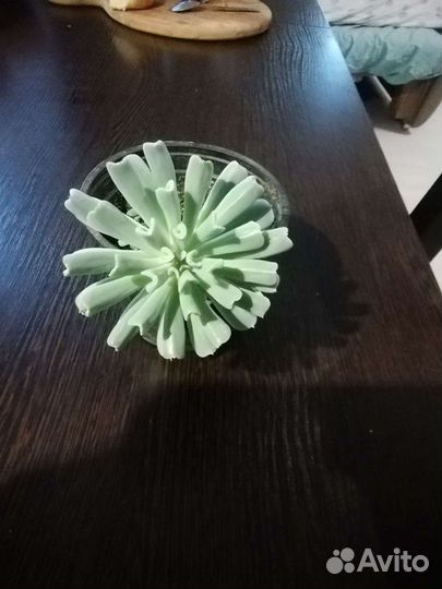 Суккуленты, эхеверии кубик фрост